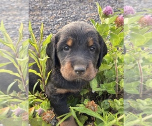 Gordon Setter Puppy for sale in DAVIDSVILLE, PA, USA