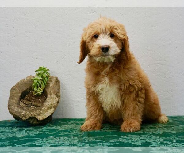 Medium Photo #1 Goldendoodle-Poodle (Miniature) Mix Puppy For Sale in NAPPANEE, IN, USA