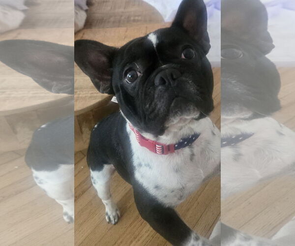 Medium Photo #2 French Bulldog Puppy For Sale in Miami, FL, USA