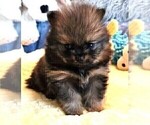 Small Photo #8 Pomeranian Puppy For Sale in MENIFEE, CA, USA