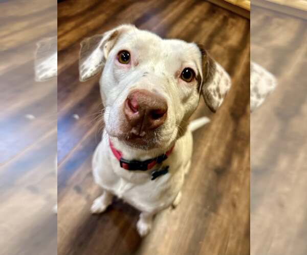 Medium Photo #4 Pointer-Unknown Mix Puppy For Sale in Plainfield, IL, USA