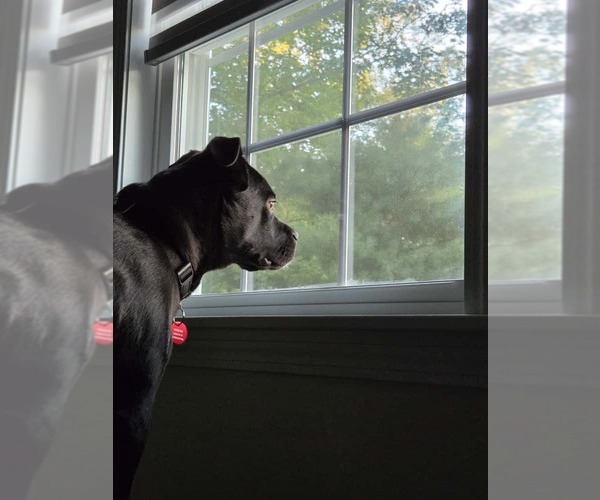 Medium Photo #23 Boxador Puppy For Sale in Wakefield, RI, USA