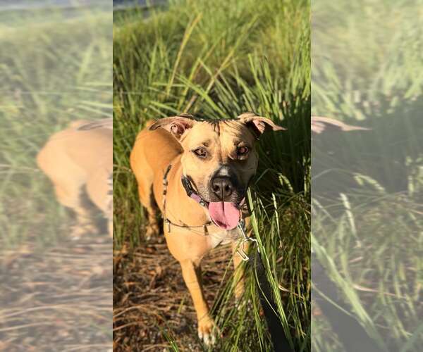 Medium Photo #1 Mutt Puppy For Sale in Pompano Beach , FL, USA