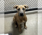 Hazel 5mo (AVA 10/21) - Female Mutt Dog for Adoption - Small photo