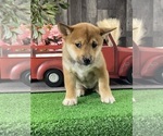 Small #2 Shiba Inu
