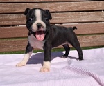 Small #3 Boston Terrier