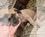 Small Photo #22 Cane Corso Puppy For Sale in MEDARYVILLE, IN, USA