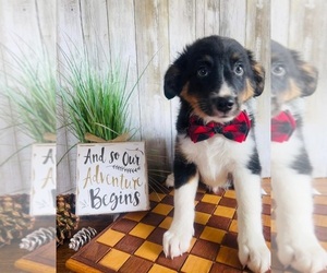 Medium Australian Shepherd