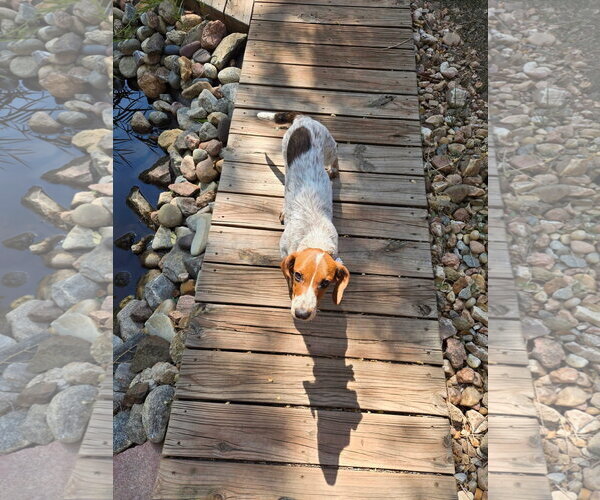 Medium Photo #6 Dachshund-Unknown Mix Puppy For Sale in Denver , CO, USA