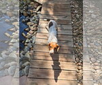 Small Photo #6 Dachshund-Unknown Mix Puppy For Sale in Denver , CO, USA