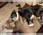 Small #1 Border Collie Mix