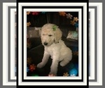 Small Photo #5 Poodle (Standard) Puppy For Sale in RIALTO, CA, USA