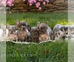 Small #1 French Bulldog