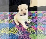 WinterWonderlan - Female German Shepherd Dog Puppy for Sale - Photo #4