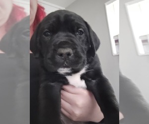 Mastiff Puppy for sale in FLORISSANT, MO, USA