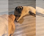 Small #2 Mastiff
