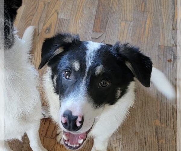 Medium Photo #1 Border Collie Puppy For Sale in Highland, IL, USA