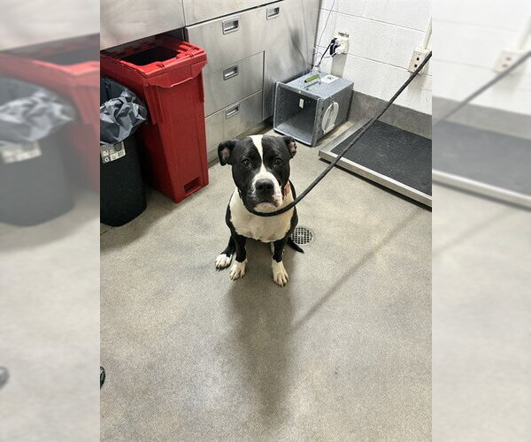 Medium Photo #1 American Bulldog-Unknown Mix Puppy For Sale in Forestville, MD, USA
