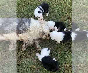 Old English Sheepdog Puppy for Sale in CLEVELAND, Texas USA