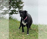 Small #4 Labrador Retriever Mix