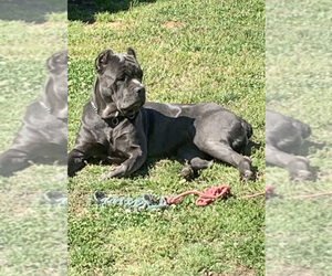 Mother of the Cane Corso puppies born on 10/14/2021