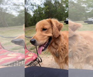 Father of the Golden Retriever puppies born on 03/02/2026