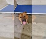Small American Pit Bull Terrier-Bulldog Mix