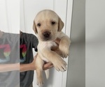 Small Photo #1 Labrador Retriever Puppy For Sale in CHINO HILLS, CA, USA