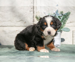 Small #2 Bernese Mountain Dog