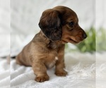 Small #8 Dachshund