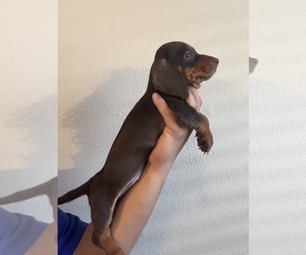 Medium Photo #1 Dachshund Puppy For Sale in TEMPE, AZ, USA