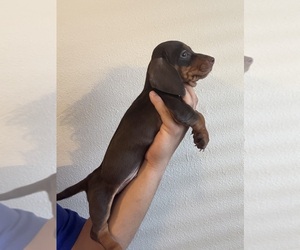 Dachshund Puppy for sale in TEMPE, AZ, USA