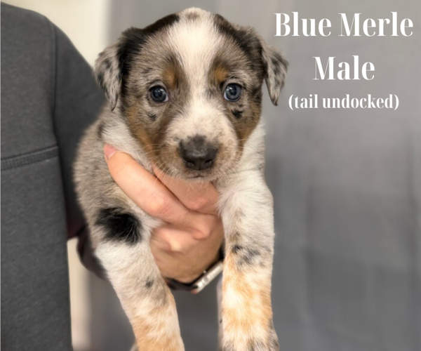 Medium Photo #1 Texas Heeler Puppy For Sale in URBANA, IN, USA