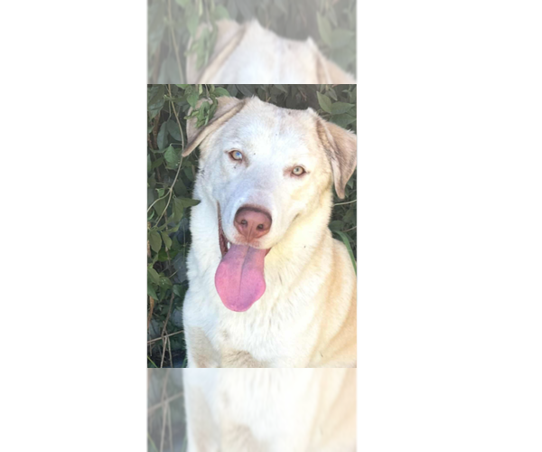 Medium Photo #1 Anatolian Shepherd-Unknown Mix Puppy For Sale in Tampa, FL, USA