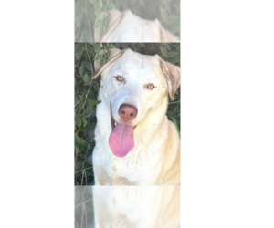 Anatolian Shepherd-Unknown Mix Dogs for adoption in Tampa, FL, USA