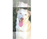 Small Anatolian Shepherd Mix