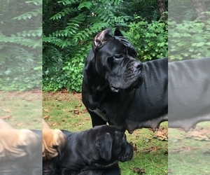 Mother of the Cane Corso puppies born on 06/23/2019