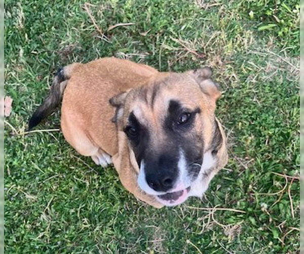 Medium Photo #2 Australian Shepherd-Bulldog Mix Puppy For Sale in McKinney, TX, USA