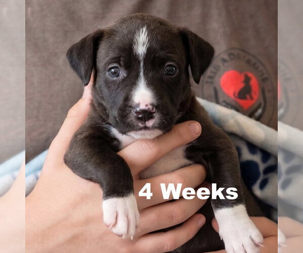 Medium Photo #2 Boxador Puppy For Sale in Grovertown, IN, USA