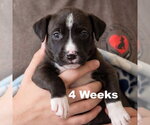 Small Photo #2 Boxador Puppy For Sale in Grovertown, IN, USA