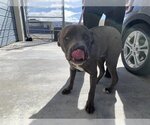 Small Photo #1 American Pit Bull Terrier Puppy For Sale in HESPERIA, CA, USA