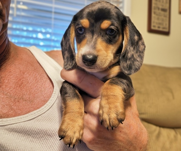 Medium Photo #1 Dachshund Puppy For Sale in COLUMBUS, GA, USA