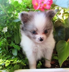 Pomeranian Puppy for sale in HOWE, OK, USA