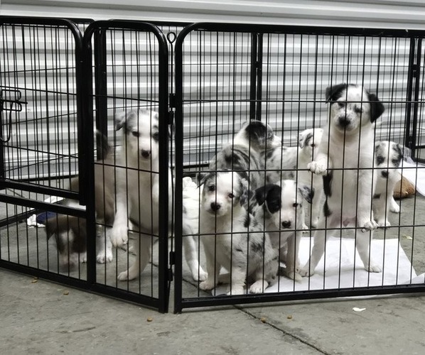 Medium Photo #1 Border Collie Puppy For Sale in KNOXVILLE, TN, USA