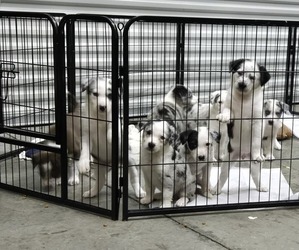Border Collie Litter for sale in KNOXVILLE, TN, USA