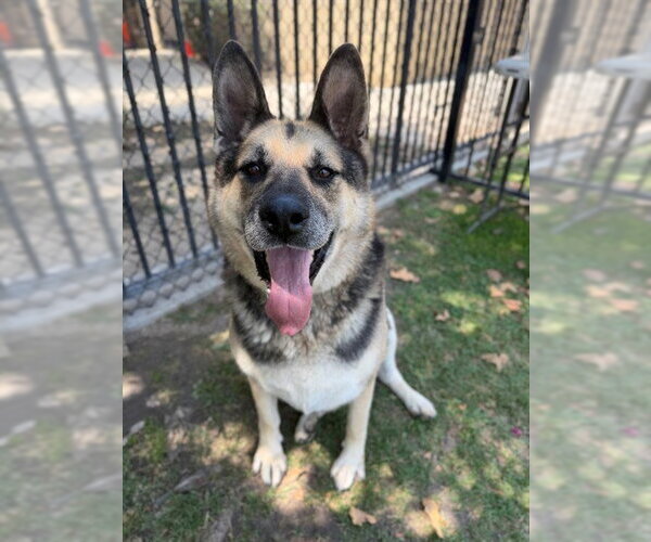 Medium Photo #4 German Shepherd Dog Puppy For Sale in Riverside, CA, USA