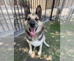 Small #3 German Shepherd Dog