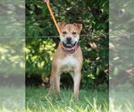 Small #1 American Pit Bull Terrier