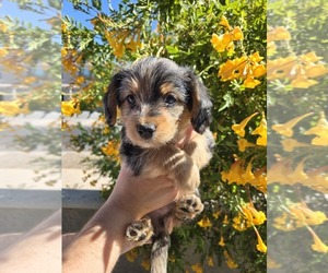Corgipoo Puppy for sale in MARICOPA, AZ, USA