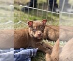 Small Photo #11 Mutt Puppy For Sale in Redmond, WA, USA